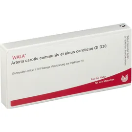 Wala® Arteria carotis communis et sinus caroticus Gl D 30